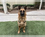 BUTTERCUP - Female German Shepherd Dog Dog for Adoption - Small photo