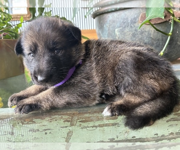 Medium Photo #10 German Shepherd Dog Puppy For Sale in SANDUSKY, OH, USA