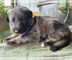 Small #9 German Shepherd Dog