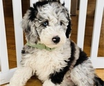 Puppy Batgirl Sheepadoodle