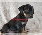 Small Photo #3 Catahoula Leopard Dog Puppy For Sale in CUMBY, TX, USA