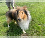 Small #1 Collie