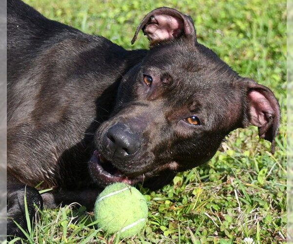 Medium Photo #2 Pointer-Unknown Mix Puppy For Sale in Ocala, FL, USA
