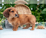 Small #2 Dachshund