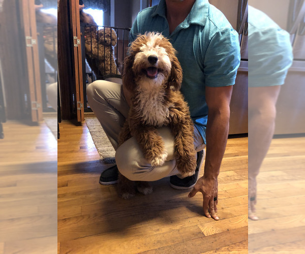 Medium Photo #1 Goldendoodle (Miniature) Puppy For Sale in SAINT MARYS, KS, USA