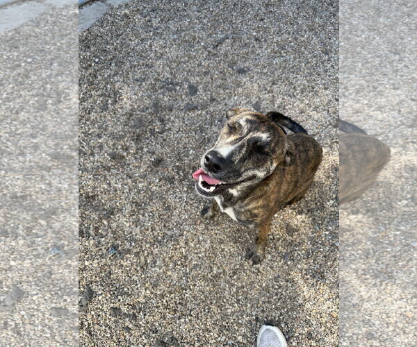 Medium Photo #3 Plott Hound-Unknown Mix Puppy For Sale in Oakhurst, NJ, USA