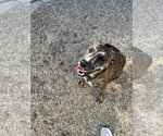 Small Photo #3 Plott Hound-Unknown Mix Puppy For Sale in Oakhurst, NJ, USA