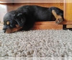 Small #8 Rottweiler