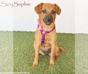 Puggle Dogs for adoption in San Diego, CA, USA