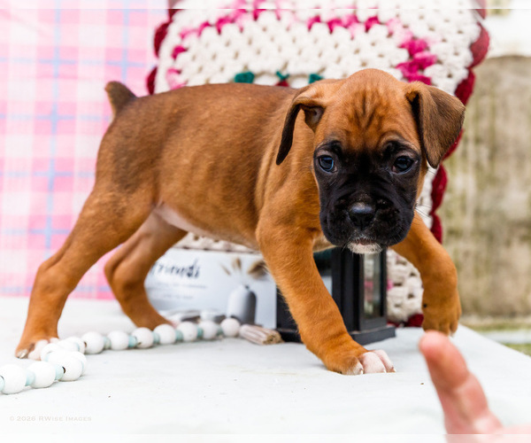 Medium Photo #47 Boxer Puppy For Sale in WAKARUSA, IN, USA