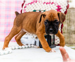Small Photo #47 Boxer Puppy For Sale in WAKARUSA, IN, USA