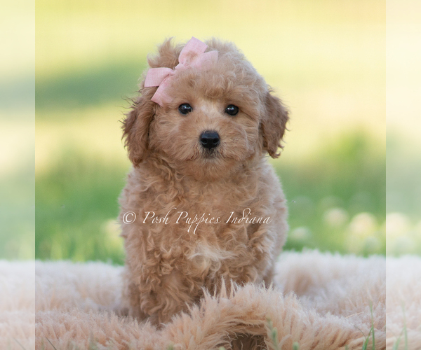 Medium Photo #4 Goldendoodle (Miniature) Puppy For Sale in WARSAW, IN, USA