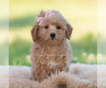 Small #3 Goldendoodle (Miniature)