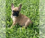 Puppy Red fawn French Bulldog