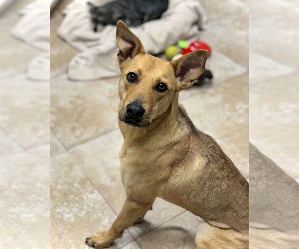 Medium Photo #1 Carolina Dog-Unknown Mix Puppy For Sale in Hilton Head, SC, USA