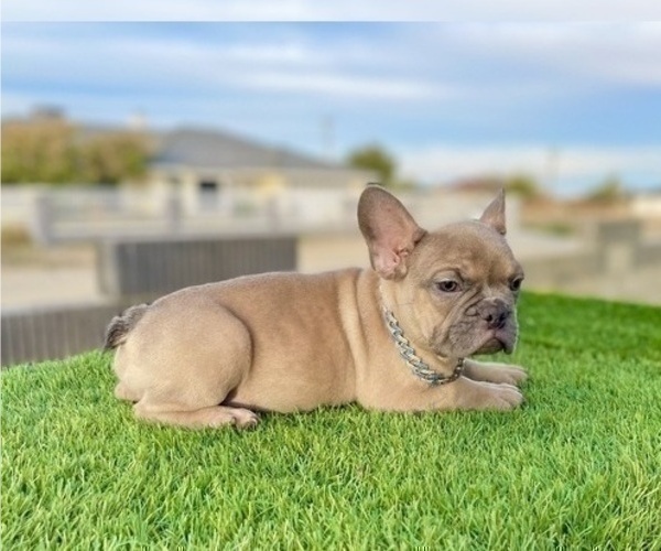 Medium Photo #2 French Bulldog Puppy For Sale in CHARLOTTESVILLE, VA, USA