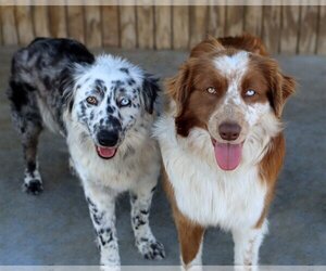 Australian Shepherd Dogs for adoption in Green Forest, AR, USA