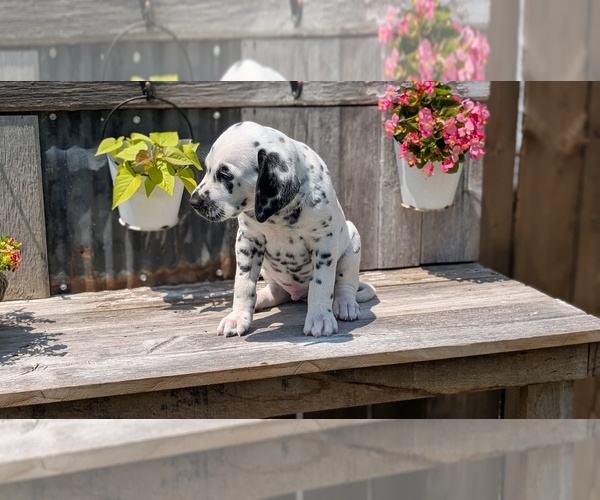 Medium Photo #73 Dalmatian Puppy For Sale in GOSHEN, IN, USA
