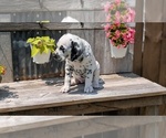 Small Photo #73 Dalmatian Puppy For Sale in GOSHEN, IN, USA