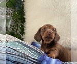 Small Photo #5 Dachshund Puppy For Sale in LA JOLLA, CA, USA