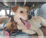 Small #2 Labrador Retriever Mix