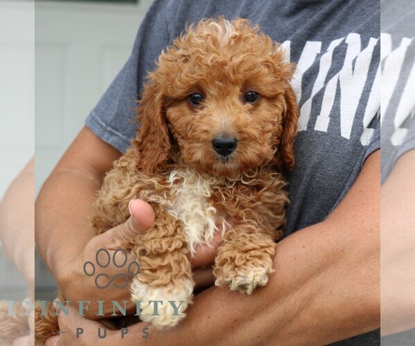 Medium Photo #4 Goldendoodle (Miniature) Puppy For Sale in NARVON, PA, USA