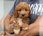 Small #3 Goldendoodle (Miniature)