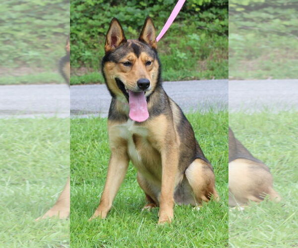 Medium Photo #2 Huskies -Unknown Mix Puppy For Sale in Prattville, AL, USA