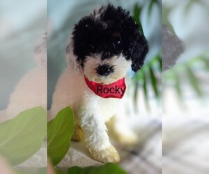 Poodle (Miniature) Puppy for sale in MILLERSBURG, IN, USA