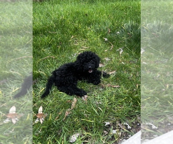 Medium Photo #6 Poodle (Miniature) Puppy For Sale in BRENTWOOD, CA, USA