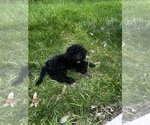Small #5 Poodle (Miniature)