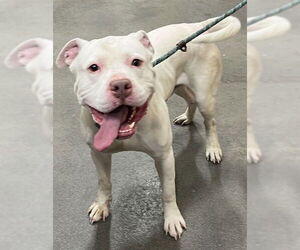 Mutt Dogs for adoption in Forestville, MD, USA