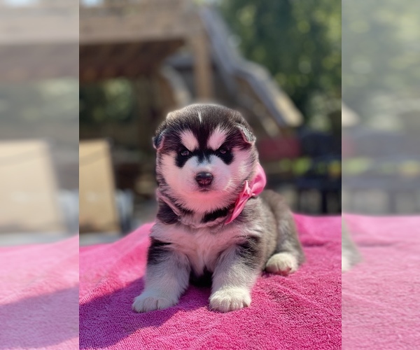 Full screen Photo #3 Siberian Husky Puppy For Sale in ANTIOCH, TN, USA
