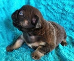 Small #4 French Bulldog