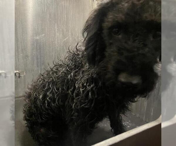 Medium Photo #1 Poodle (Standard)-Unknown Mix Puppy For Sale in San Antonio, TX, USA