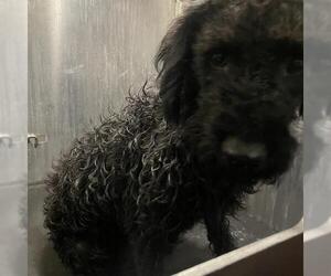 Poodle (Standard)-Unknown Mix Dogs for adoption in San Antonio, TX, USA
