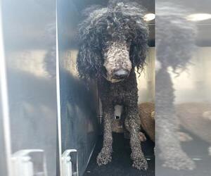Poodle (Standard) Dogs for adoption in San Antonio, TX, USA