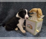 Small #17 Border Collie