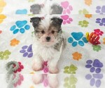Duke - Male Papitese Puppy for Sale - Photo #8