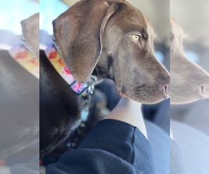 German Shorthaired Pointer Puppy for sale in RIVERSIDE, CA, USA