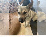 Small #2 Siberian Husky Mix