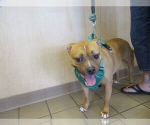 Boxer-Unknown Mix Dogs for adoption in Ocala, FL, USA