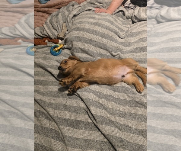 Medium Photo #5 Dachshund Puppy For Sale in TOMS RIVER, NJ, USA