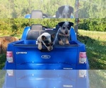 Small Photo #5 Australian Shepherd Puppy For Sale in DOTHAN, AL, USA