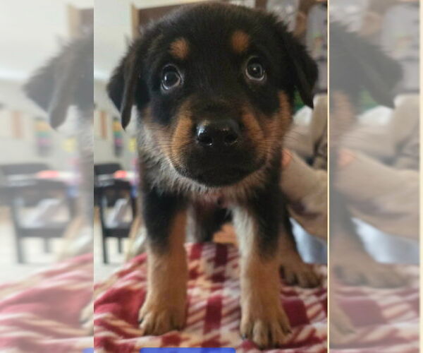 Medium Photo #1 Shepweiller Puppy For Sale in Foristell, MO, USA