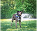 Small #7 Mutt