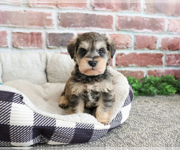 Medium Photo #6 Schnauzer (Miniature) Puppy For Sale in SYRACUSE, IN, USA