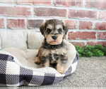 Small #5 Schnauzer (Miniature)
