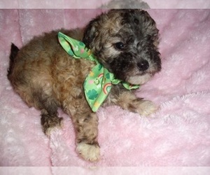 Maltipoo (Toy) Puppy for Sale in MADISON, Mississippi USA