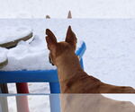 Small #17 German Shepherd Dog-Saluki Mix